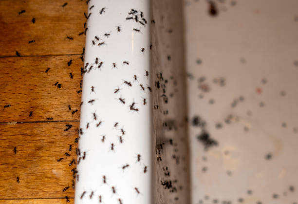 Best Insect Control  in Ormond By The Sea, FL