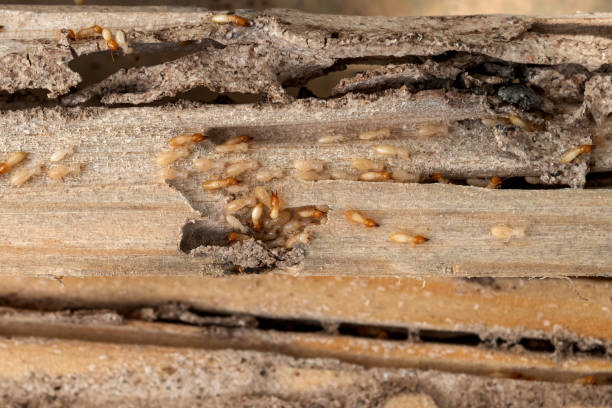 Best Bed Bug Extermination  in Ormond By The Sea, FL